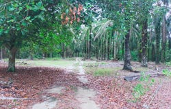 Kampar, Perak