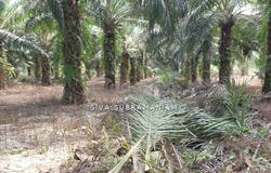 Ulu Tiram, Johor 81800