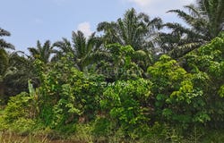 Jalan SILC, Gelang Patah, Johor 81550