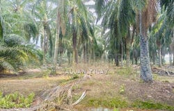 Sungai Pelek, Sepang, Selangor 43950