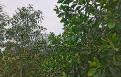 Selangor, Sepang, Selangor 42999