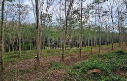 kampung Rasau, Muallim, Perak 35800