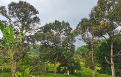 Jalan Karak, Karak, Pahang 28600