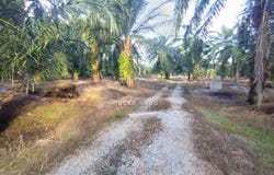 Banting, Selangor 42700