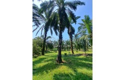 jalan resak, Banting, Selangor 42700