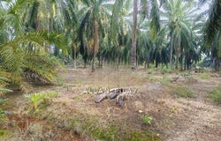 Sungai Pelek, Sepang, Selangor 43950
