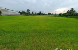 ถนน ชยางกูร, สามแยก, เลิงนกทา, ยโสธร, 35120 ประเทศไทย, เลิงนกทา, 