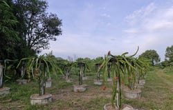 วัดบ้านบาก, สร้างนกทา, อำนาจเจริญ, 37000 ประเทศไทย, อำนาจเจริญ, 