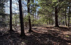 Conquerall Mills Road Lot, Hebbville, NS B4V 6A3