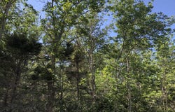 Lighthouse Road Lot, Bay View, NS B0V 1A0