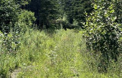 Old Post Road Lot 1, Lake Midway, NS B0V 1A0