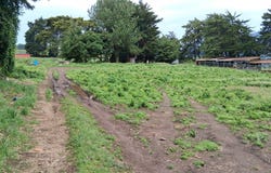 Cerro Punta 1, Cerro Punta, 