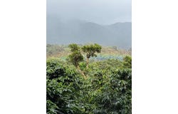 Finca Cafetera, Bajo Boquete, 