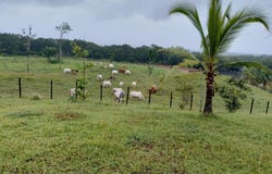 Bocas del Toro, Bocas del Toro, 