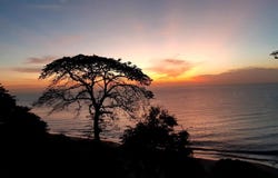 Bijao, Cocle, 