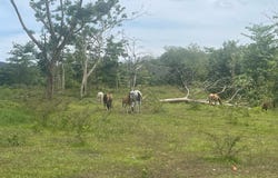 0 CARR #2 KM 172.4, Caín Bajo, San German, 00683