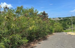 SR 307 CALLE RECOLETA, Pedernales, Cabo Rojo, 00622