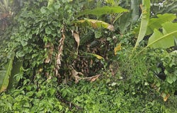 3353 1.93 CDAS CARR. 35. KM. 0.7. BO QUEMADO, MAYAGÜEZ, Quemado, Mayaguez, 00680