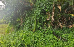 3353 1.93 CDAS CARR. 35. KM. 0.7. BO QUEMADO, MAYAGÜEZ, Quemado, Mayaguez, 00680