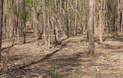 Lot 3 RIVER CREST DRIVE, CORDOVA, AL 35550