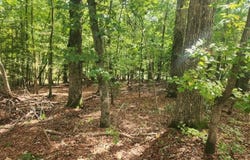 249 Sacred Fire Road, Louisburg, NC 27549