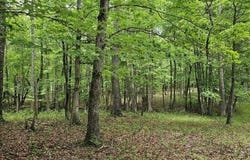 0 2 Lake Trl, Dunlap, TN 37327