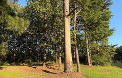 Hwy 12 & Woodland Drive, Kosciusko, MS 39090
