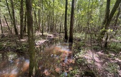 000 Pebble Cove Road, Abbeville, AL 36310
