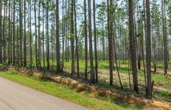 15.84 Acre Crown Zellerback Rd., Lumberton, MS 39455