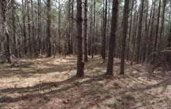 0 Burroughs Road, Greensboro, AL 36744