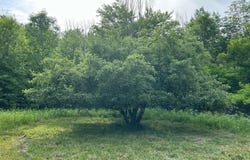 798 S Cedar, Ewen, MI 49925-0000