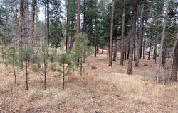 000 COUNTY ROAD 2196, Alpine, AZ 85920