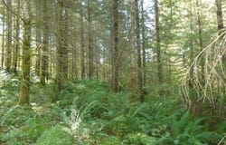 Thompson RD, Yacolt, WA 98675