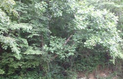 0 DB 702 DP 418 KY RT 550, Hueysville, KY 41640