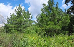 hwy W 66, Timbo, AR 72680