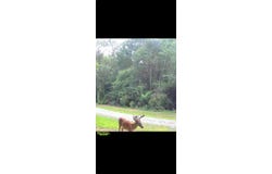 221 Grant Rd, Cairo, GA 39828