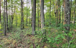 PARCEL 64 NEW GERMANY ROAD, GRANTSVILLE, MD 21536