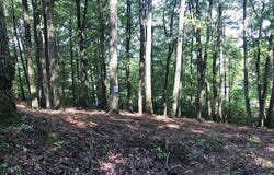 0 Piney Knob Drive, Spring City, TN 37381