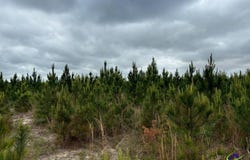 Cactus Hill Road, Roberta, GA 31078