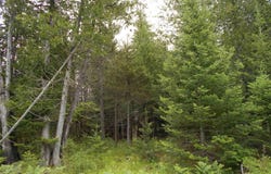 TBD US-2, Gould City, MI 49838