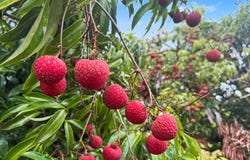29-613 CHIN CHUCK RD, Hakalau, HI 96710