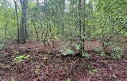 Lot 139  Bear Den Trl, Grandview, TN 37337