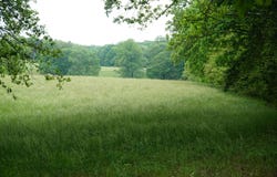 339 MCNUTT Rd, Bear Creek, AL 35543