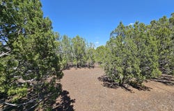 1259 Kb Ranch Road, Show Low, AZ 85901