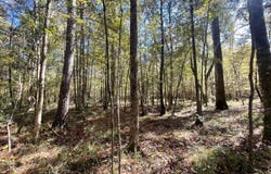 272 Hwy 35, Collins, MS 39428