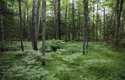 County Rd N, Florence, WI 54121