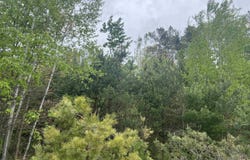 V/L N Hawkins Road, Luther, MI 49656