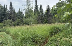 xxx Benson Rd, Alborn, MN 55702