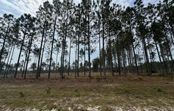 0/Lot 9 Cooks Bridge Road, Aiken, SC 29803