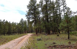 Rhyolite Road lot: 44, Grants, NM 87020
